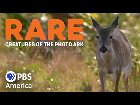 pbs-america-rare-creatures-of-the-photo-ark-2017