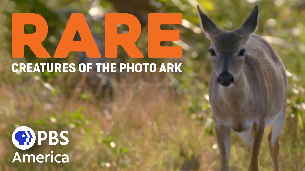 Rare: Creatures of the Photo Ark - Episode 1 (2017) | Full Documentary