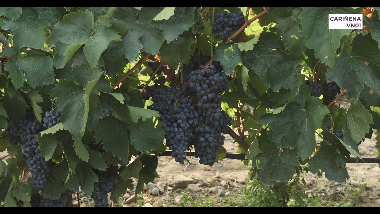 Clones VITIS NAVARRA - Mazuelo (Cariñena) VN01