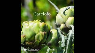 Epato24 Un Aiuto Naturale Per Il Benessere Del Fegato