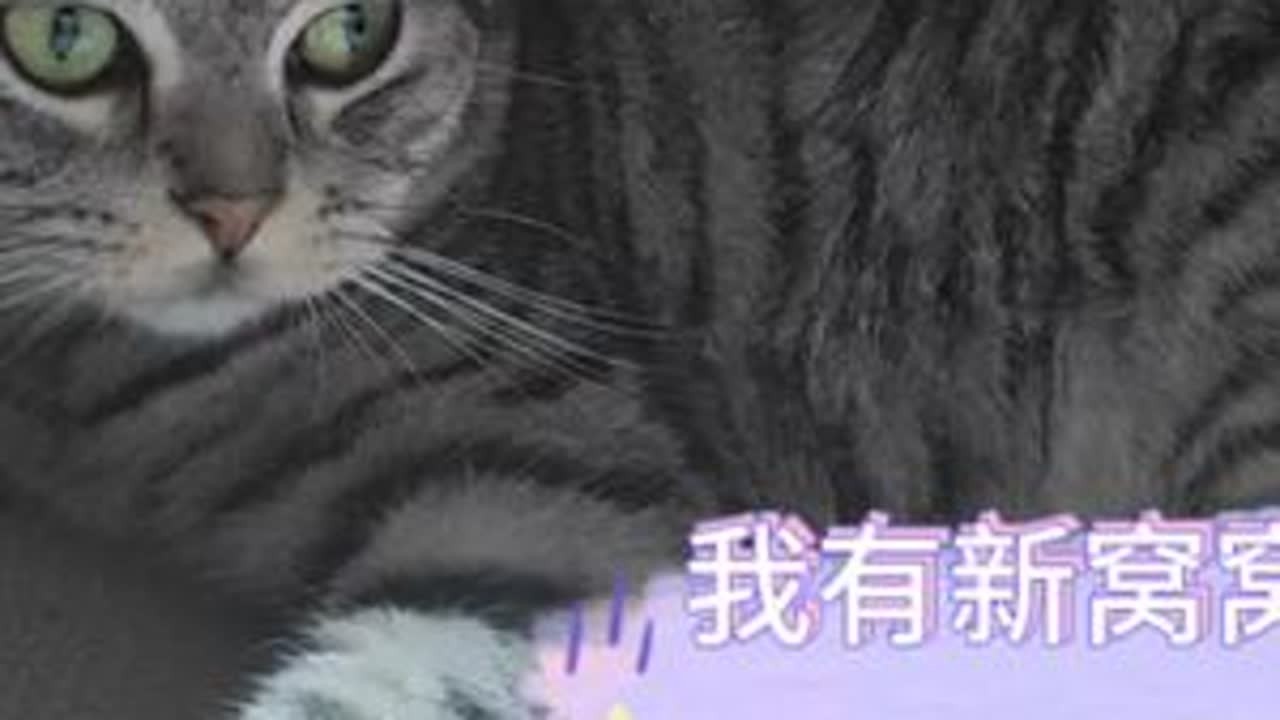 #萌宠出道计划 #记录猫咪日常 #治愈世界治愈你 #被萌宠治愈的那些时刻