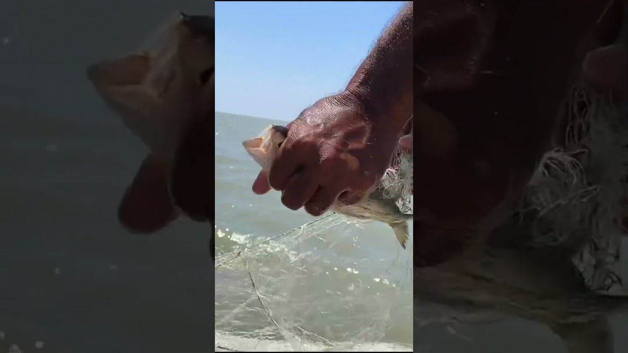 Hilsha Fish Catching In Sundarban 