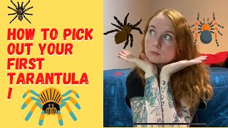 How to Pick Out Your First Pet Tarantula!!! YAY EXCITING!!!