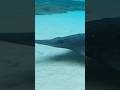Ray Shark at #seaworldgoldcoast #shorts Cristian Lawal.