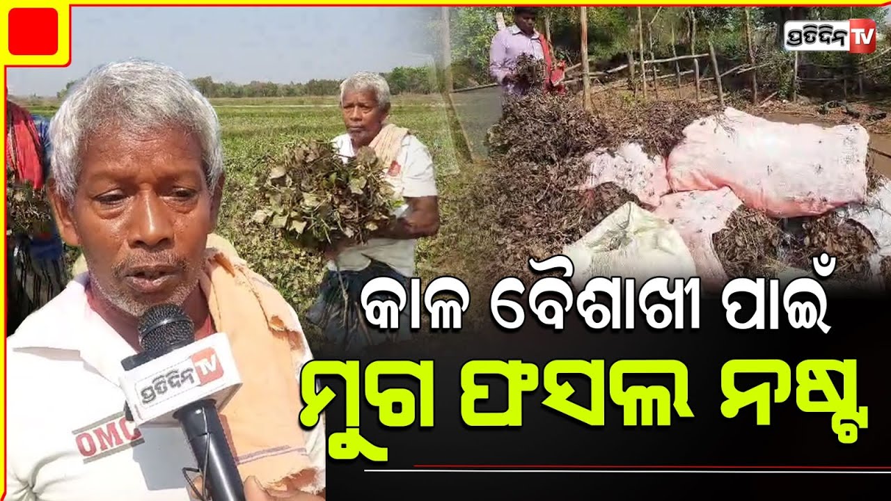 କାଳ ବୈଶାଖୀ ବର୍ଷା ପାଇଁ ମୁଗ  ଫସଲ ନଷ୍ଟ। Kal baishakhi damages farmers Crops, khordha.