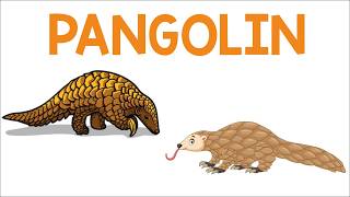 The Scaly Anteater Pangolin | Animation