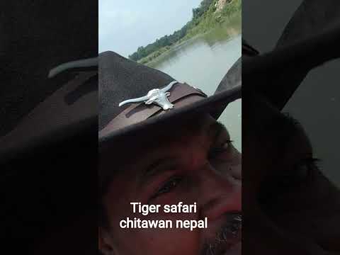 tiger safari chitawan nepal 🇳🇵 souraha