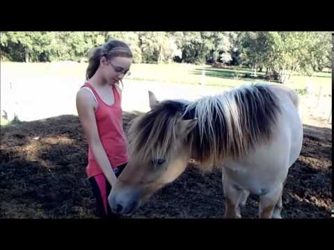 le cheval c'est génial concours