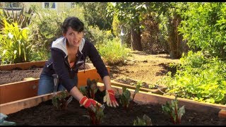 How to Produce Greater Yield in Your Vegetable Garden