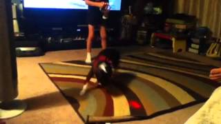 Boston Terrier vs Laser Light