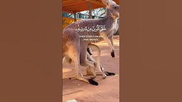 اكتب شيء تؤجر علىه //القارئ اسلام صبحي