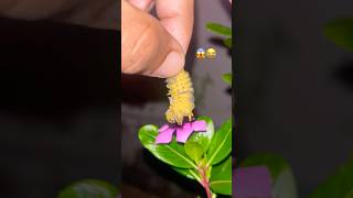 Caterpillar Tonight Found Still On Flower Looks Like Sleeping