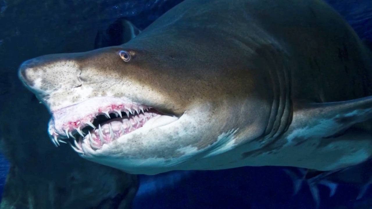 Exploring The 10 Deadliest Animals in The Wild - YouTube