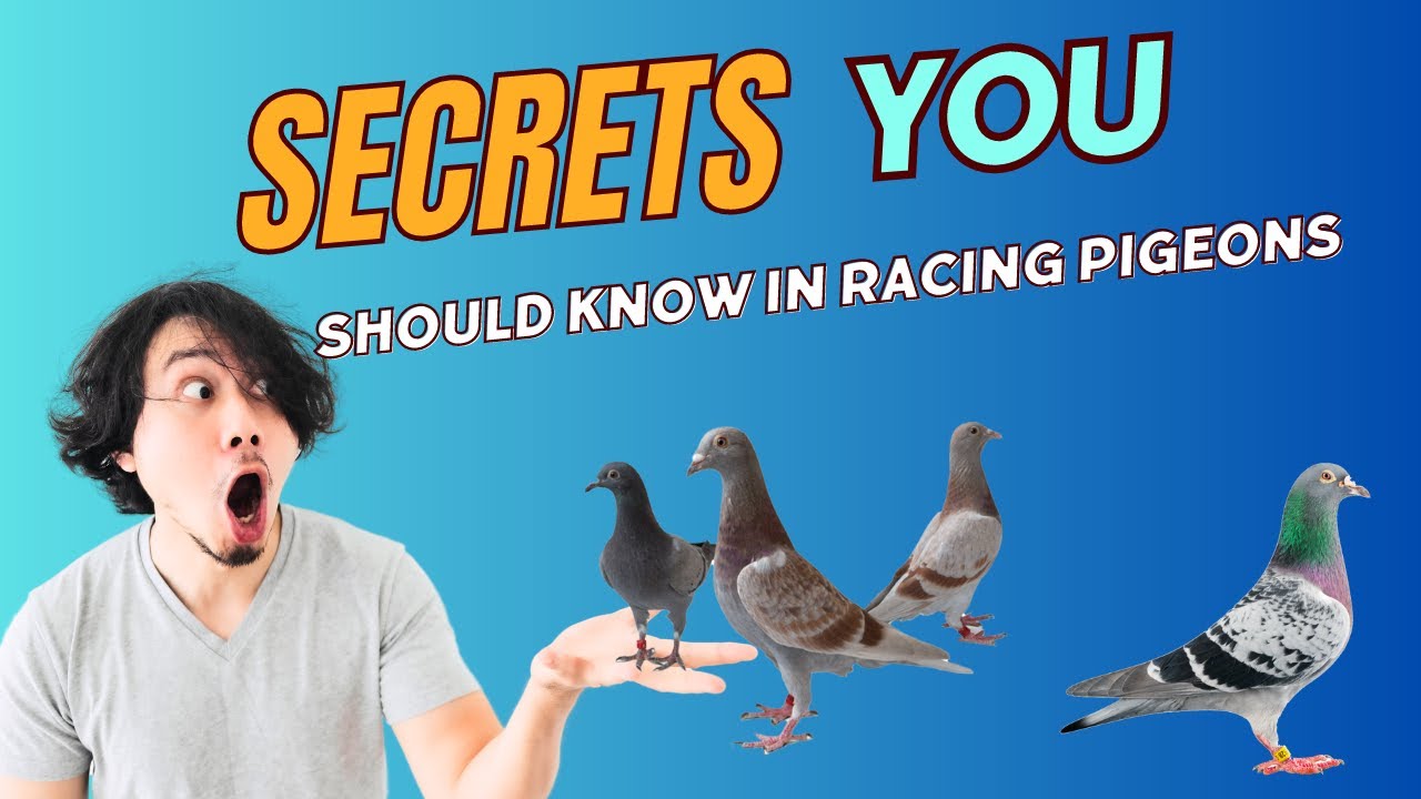 Step by Step Guide Choosing the Right Antibiotics for Racing Pigeons