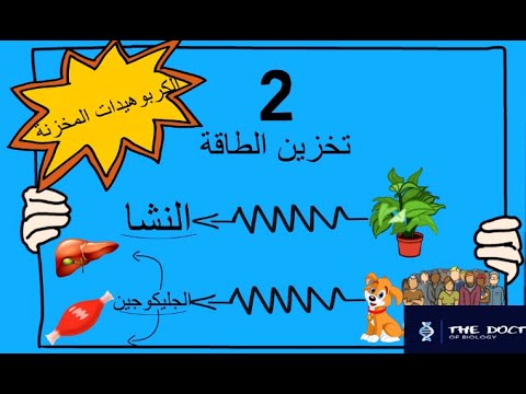 الدرس الاول الكربوهيدرات الجزء الثاني الكربوهيدرات المعقدة