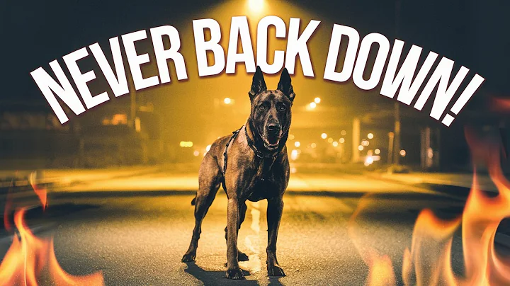 How To Train Your Belgian Malinois (All Training Techniques Explained)