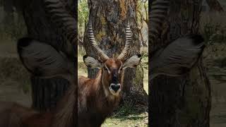 4K African Wildlife | Peaceful Nature & Wildlife Relaxation Film