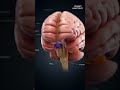 Human Brain Explained in 30 Seconds #Brain #Anatomy #Science #Biology #Neuroscience #BrainFact