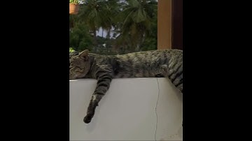 Sunday mood😴🤪🤪 #shorts #shortvideo #cats #cat #catvideos #dog #lazy #catlovers #catvideo #sunday