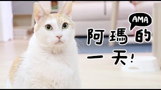 【黃阿瑪的後宮生活】阿瑪的一天