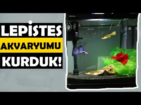 LEPİSTES AKVARYUM KURULUMU | Maliyeti Nedir ?