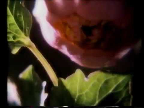 [香港經典賀年廣告]（1988）匯豐銀行 新年快樂 花開富貴