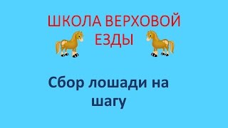 Сбор лошади на шагу