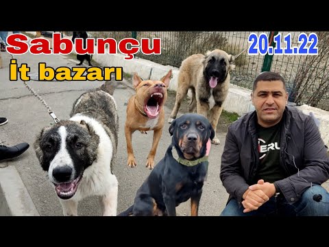 Sabunçu İT bazarı 20.11.22 #mubarizemintv #sabuncuitbazari#kanqal #köpek#malinois #qurdbasar#kurd