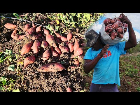 10 months organic sweet potato does it worth it no chemical