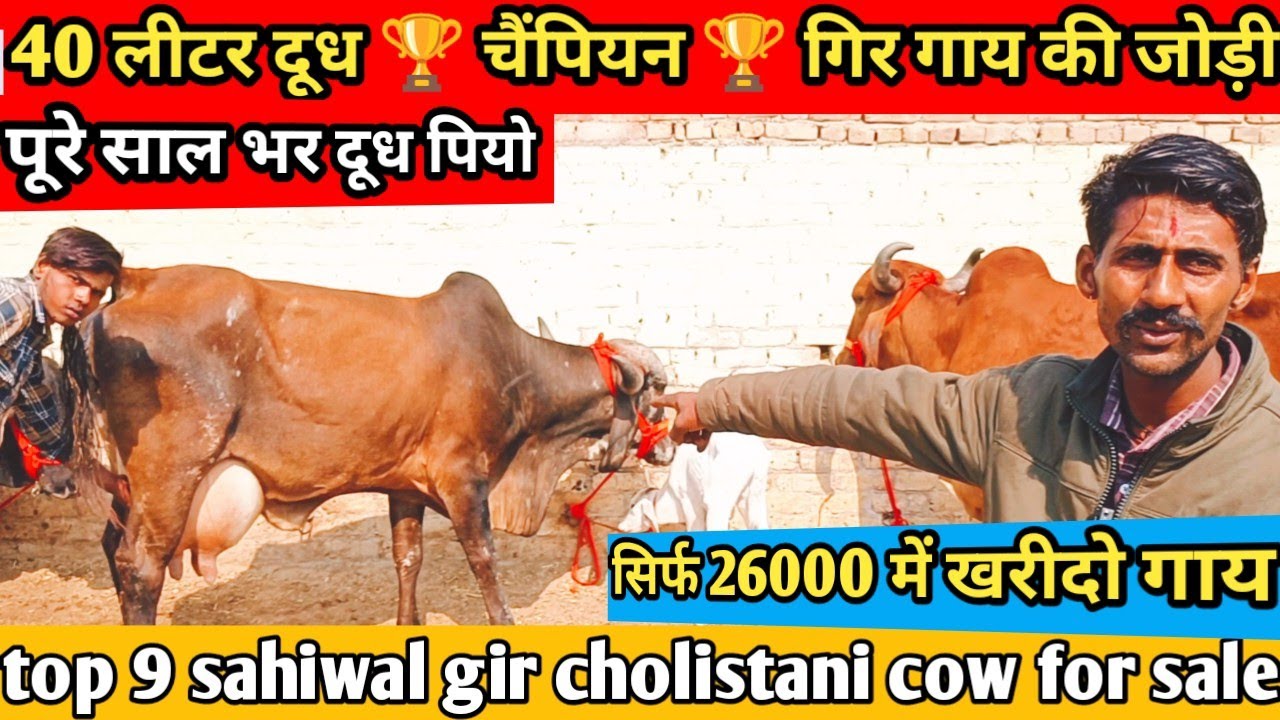 40-буквенное молоко 🏆 Чемпион 🏆 Пара коров Гир. 9 лучших коров Сахивал Гир Чолистани Рати на продажу