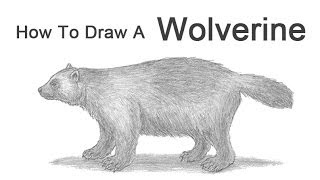 How to Draw Wolverine from X-Men - Really Easy Drawing Tutorial