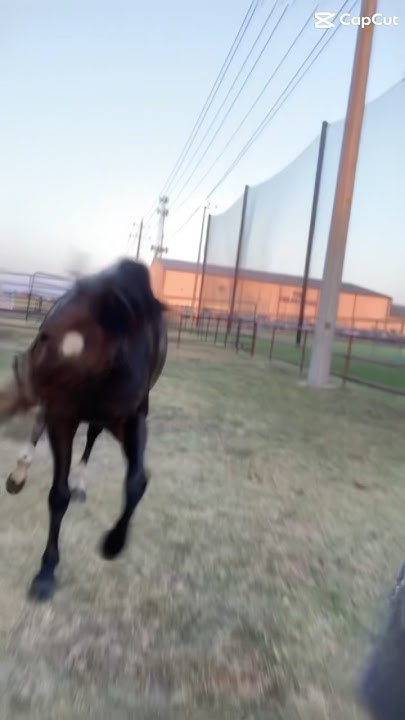 123 she’s gonna run back to me #horse #equestrianshow #equestrianriding - 123 Gonna Run Back To Me Lyrics