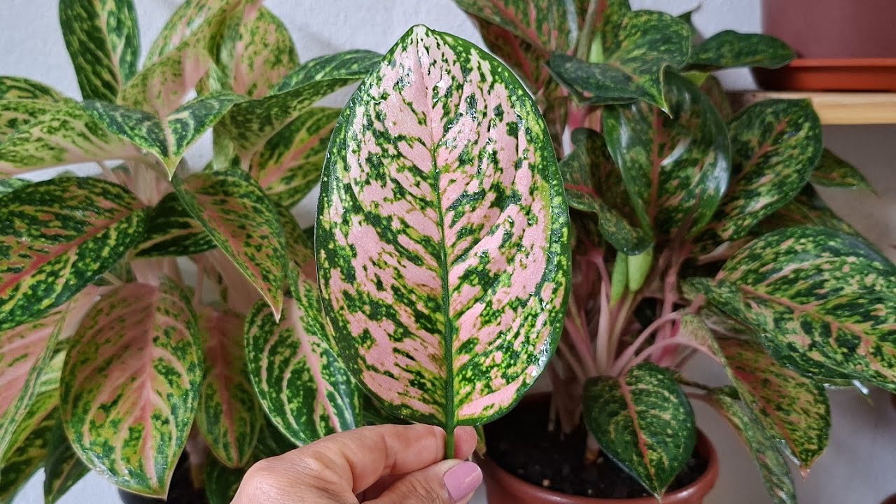 Minha Garagem Virou Uma Selva! Atualização das Plantas 🌱💚