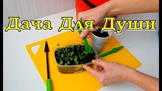 СЕЛЬДЕРЕЙ от А до Я..секреты красивых корнеплодов