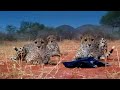 Three Playful Cheetahs, One Unlucky Cameraman ﻿|﻿ The Cheetah Family & Me | BBC Earth