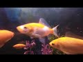 VR of our goldfish who have gotten bigger