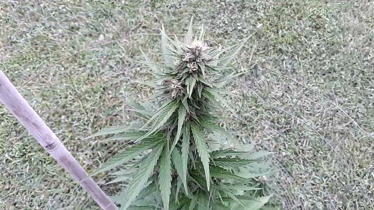 Gorilla Cookies Auto