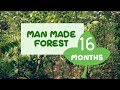 Man Made forest After 16 Months | Miyawaki Method of Afforestation