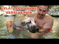 YENİ KÖPEKLERİM AİLEYE DAHİL OLDU | EVLATLARA YÜZME ÖĞRETİYORUM. | DAĞISTAN VOLKODAV