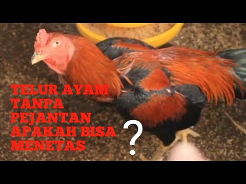 Video: Bisakah ayam menghasilkan telur tanpa ayam?