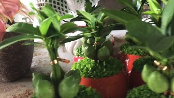 Cây May Mắn Tài Lộc giúp cho gia chủ làm ăn thuận lợi