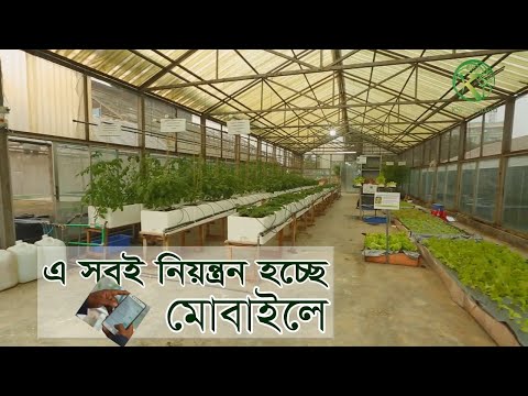 ভিডিও: স্ট্রবেরি হাইড্রোপনিক্স