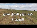 تعلم زراعة البصل خطوة بخطوة من البداية حتى الحصاد