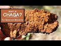 What is Chaga?  Learn Why It's a Top Superfood Mushroom