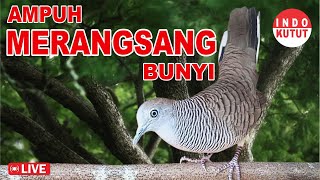 suara burung Perkutut Lokal Gacor di alam liar manjur buat masteran