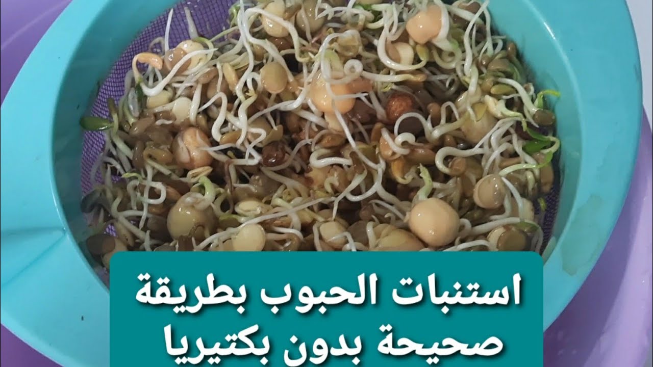 طريقة استنبات الحبوب للطيور بشكل صحيح ومعلومة هامة لاطفالك#موسوعة_الببغاء