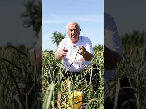 Video: Pružne biljke češarke - savjeti za sadnju s ehinaceom