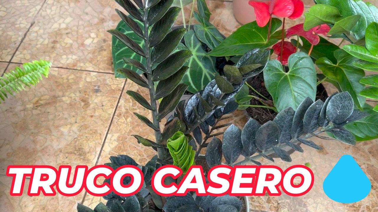 No vuelvas a limpiar tus plantas sin ver esto 🤯#zamioculca #plantas #plantaseninterior #limpiarhojas