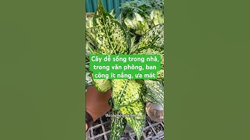 Cây ngọc ngân thuỷ sinh dễ sống trong nhà, trong văn phòng, ngoài ban công ít nắng, ưa mát #ngocngan