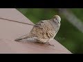 Listen to the Call of the Zebra Dove